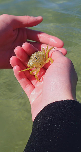 Small crab found on Porth Dafarch Beach