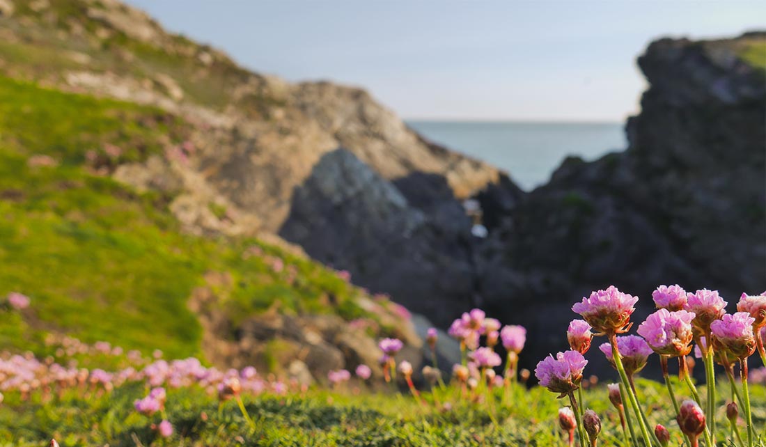 Pink flowers on hills at Porth Dafarch